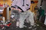 TOILETTAGE - TONTE - EPILATION